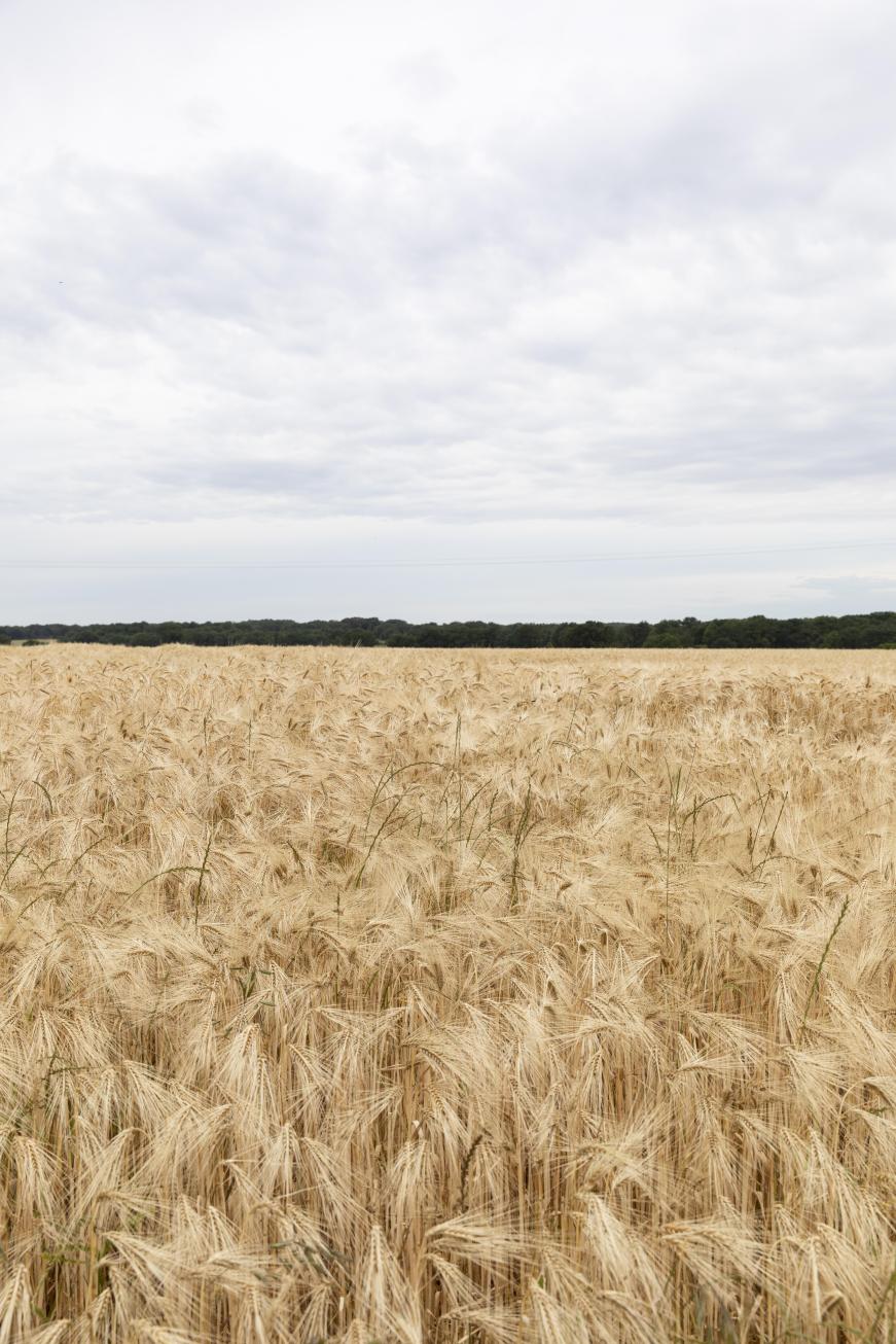 Champ de blé