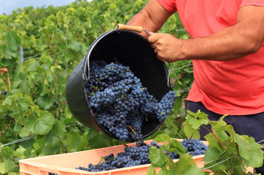 Intérieur d'une moissonneuse en pleine moisson
