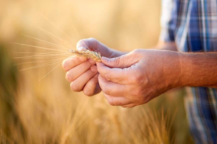 Eleveur portant un poulet dans ses mains