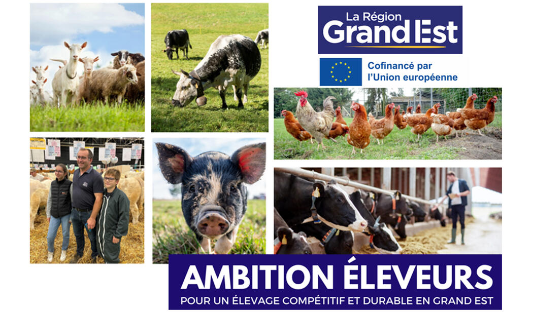 Région grand est - Ambition éleveurs
